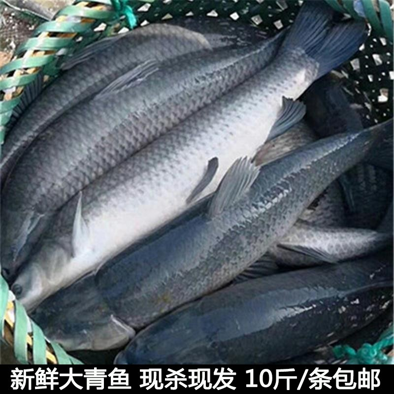 湖北宜昌农村自家鱼塘大青鱼鲜活现杀新鲜大螺丝青鱼非草鱼淡水鱼