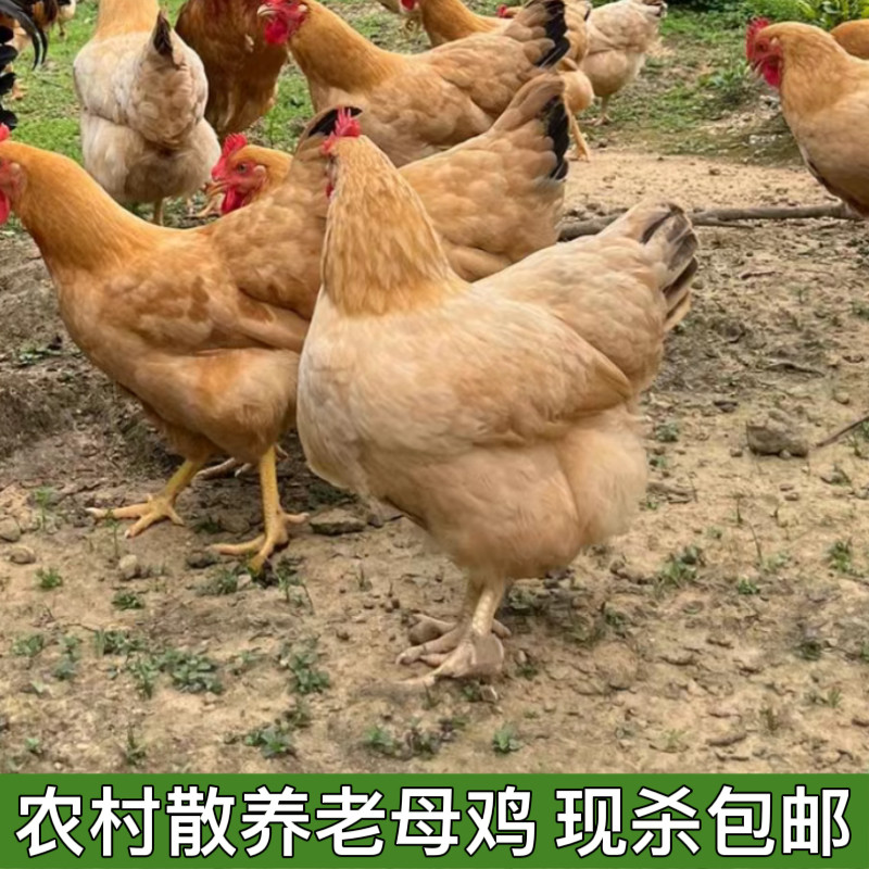 深山收购农家散养土鸡新鲜现杀