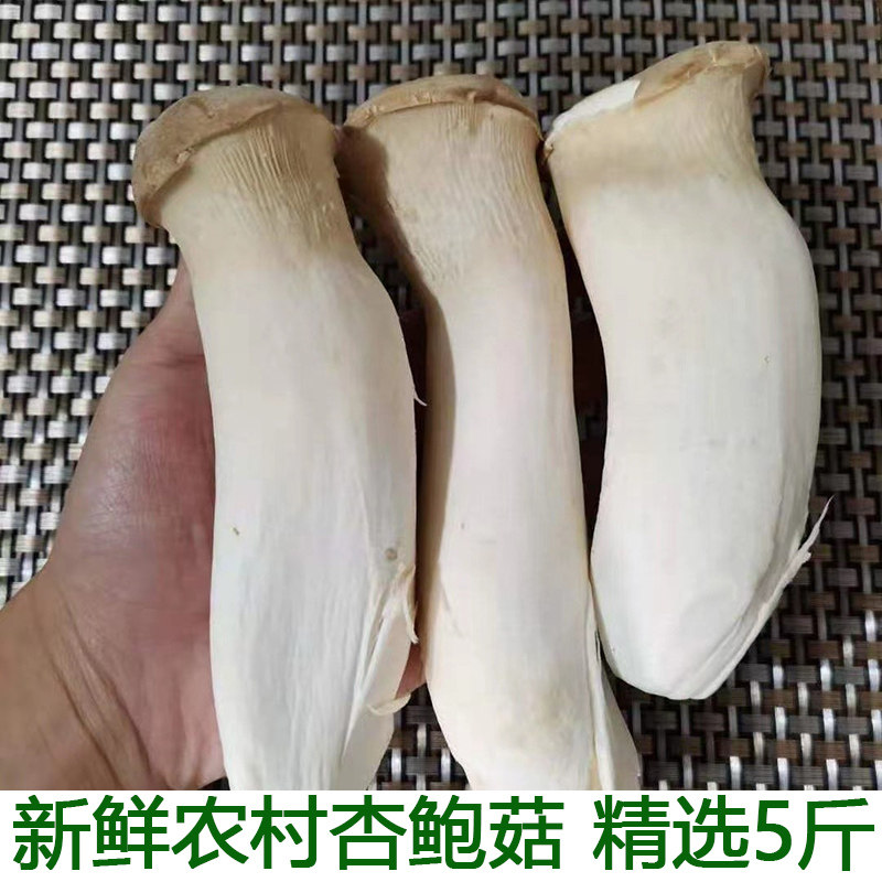 杏鲍菇新鲜火锅料理蔬菜现摘