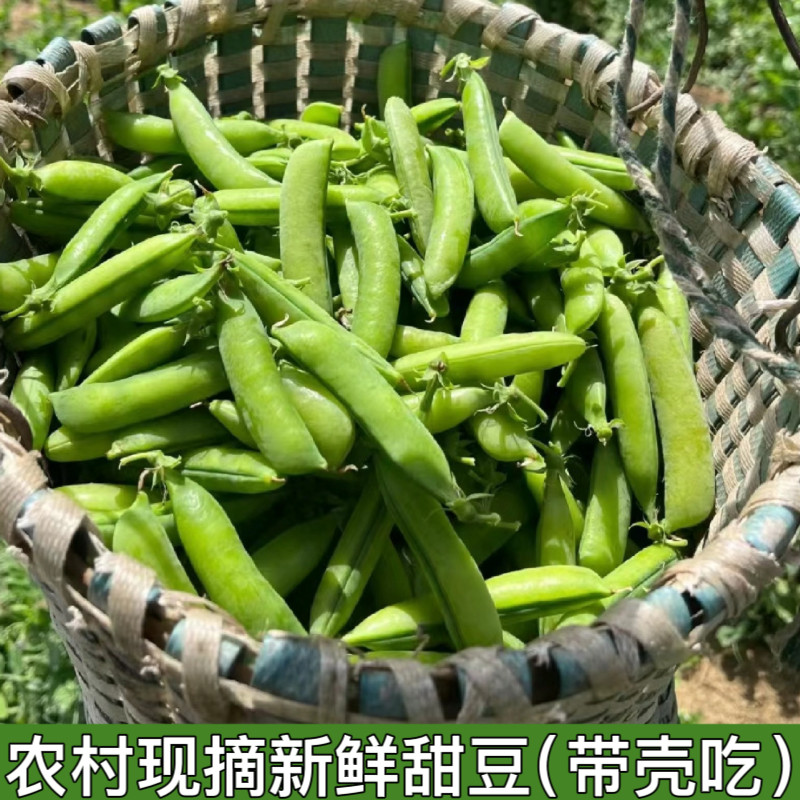 新鲜甜豆带壳甜豆青豆鲜豌豆荚青豌豆非荷兰豆甜豌豆农家蔬菜包邮