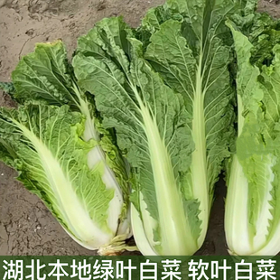 散叶白菜新鲜湖北本地青菜绿叶大白菜叶类菜软叶白菜新鲜软叶白菜