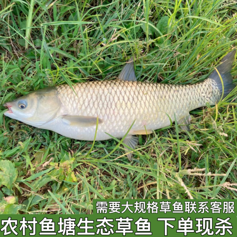 农家自家鱼塘大草鱼割鱼草喂养