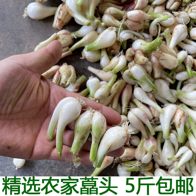 现挖精选教头蒜白糖醋湖北新鲜蔬其它
