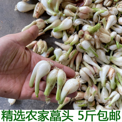 现挖精选教头蒜白糖醋湖北新鲜蔬菜荞头藠头茭头农家自种现发包邮