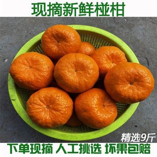 正宗湖北宜昌椪柑新鲜芦柑橘子桔子青皮椪柑当季水果整箱碰柑包邮