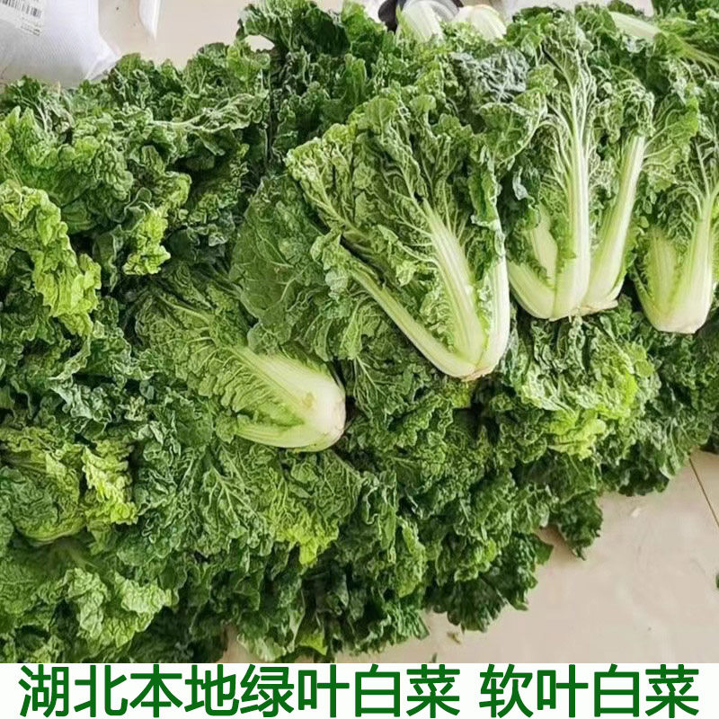散叶白菜新鲜湖北本地青菜绿叶大白菜叶类菜软叶白菜新鲜软叶白菜