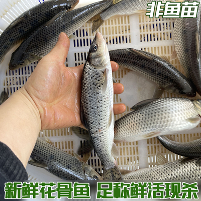 鲜活水产淡水鱼新鲜青竹鱼花骨鱼花菇鱼激浪鱼马鲫鸡骨鱼足称现杀