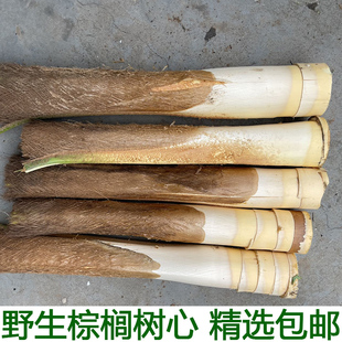 现砍新鲜甜棕树心棕树尖棕榈芯棕树头棕榈心棕榈树树心1个包邮