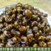 包邮 农村新鲜小田螺泥螺小泥螺螺蛳粉螺丝肉鲜活螺蛳活 田螺剪尾