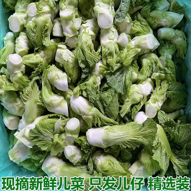 湖北新鲜儿菜食用时令新鲜农家自种娃娃菜整颗抱儿菜泡菜原料包邮