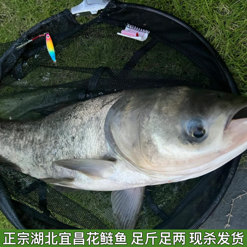 湖北宜昌大鱼头新鲜胖头鱼头花鲢鱼头鳙鱼鱼头足斤足两现杀发货包
