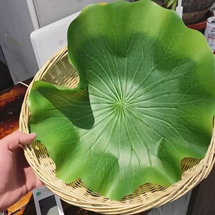 假芭蕉叶仿真摆盘垫盘香蕉叶子大装饰盘子绿叶塑料叶