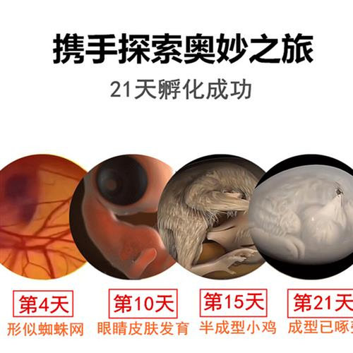 新品孵化器孵化机智能小型水床孵蛋器迷K你家用型全自动小鸡鸭鹅