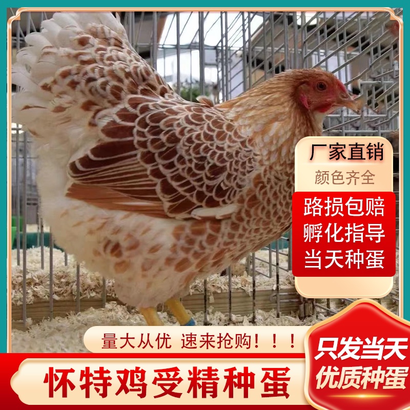 怀恩多特鸡蛋活苗观赏鱼鳞鸡紫色怀特黑白花怀特种蛋受精蛋可孵化
