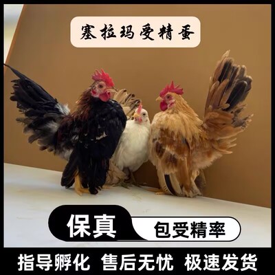 塞拉玛种蛋受精蛋可孵化观赏鸡鸡马来西亚玲珑鸡矮脚鸡破损包赔