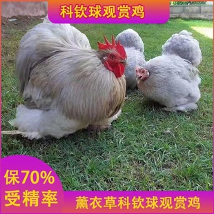 白绣球观翻毛鸡赏鸡种蛋观赏鸡种蛋进口绣球宠物鸡高受精纯种鸡蛋
