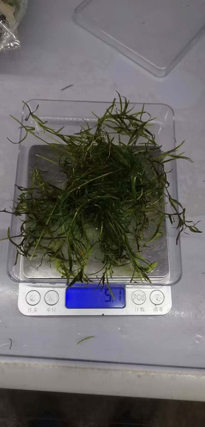 印度竹节草水草蜈蚣草金鱼草淡水鱼缸造景虾缸草缸阴性草懒人草d