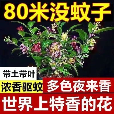 夜来香花苗九里香盆栽植物室内外驱蚊四季开花好养易活吸色效果