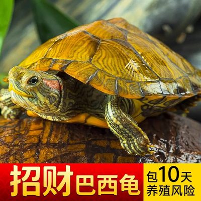 最萌乌龟活物巴西龟幼龟小乌龟