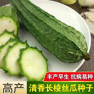 八棱丝瓜种子大肉甜丝瓜棱角本地水丝瓜棱瓜棱丝瓜春季蔬菜种孑籽