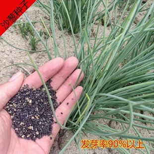 内蒙古野生沙葱种子胡葱耐寒耐旱四季韭葱香葱盆栽阳台蔬菜种籽
