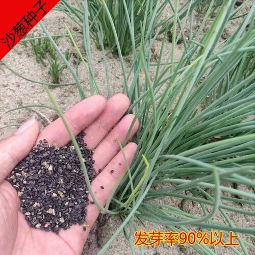 内蒙古野生沙葱种子胡葱耐寒耐旱四季韭葱香葱盆栽阳台蔬菜种籽