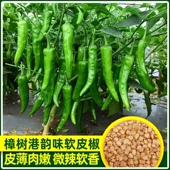 正宗樟树港椒种子樟树辣椒种子优质辣椒种子新种春秋四季 播种辣椒