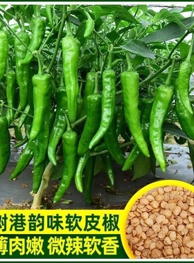 正宗樟树港椒种子樟树辣椒种子优质辣椒种子新种春秋四季播种辣椒