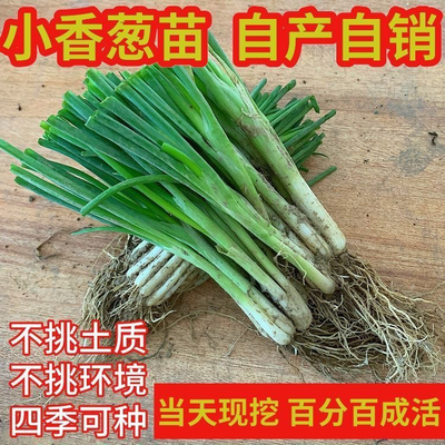 四季小香葱种苗葱苗分葱苗带根家庭阳台盆栽庭院农田数蔬菜种植苗