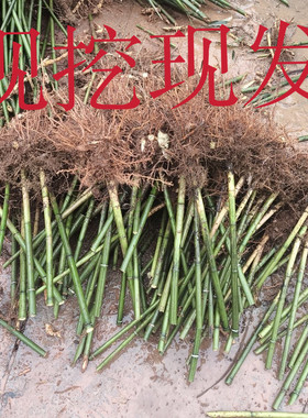 正宗楠竹苗毛竹苗采笋食用特粗庭院可食用竹笋耐寒耐旱四季楠竹苗