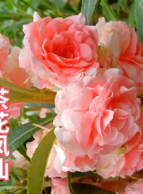 茶花凤仙种子 四季播花种子 中国凤仙花种子 指甲花籽 阳台庭院种