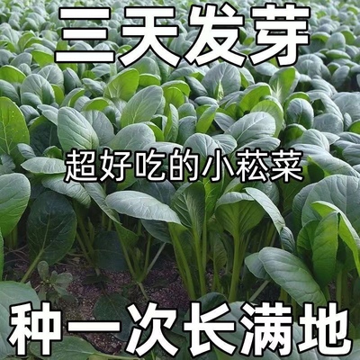 超耐热小松菜种子小菘菜甜脆速生高产青梗菜青松菜阳台蔬菜种子