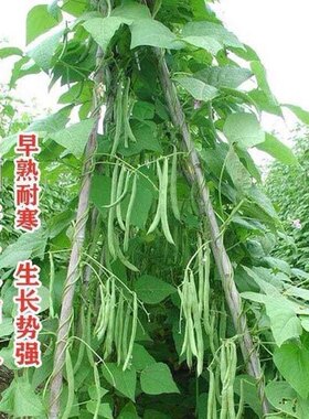 红花四季豆种子高产无筋豆角种子架豆芸豆种子农家四季播蔬菜种子