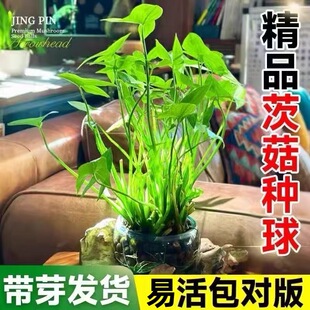 茨菇种球水培观赏鱼缸造景净化水质慈菇种苗新鲜水生慈姑绿植花卉