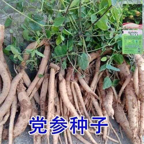 正品党参种子特级新鲜党参种籽岷县中药材当参党归黄芪种子种植