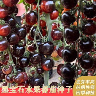 樱桃黑番茄种子四季 黑西红柿种苗种籽小番茄春秋阳台盆栽蔬菜种孑
