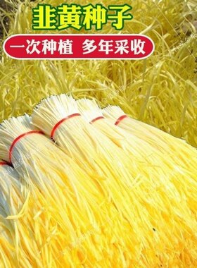 韭黄种子黄韭菜籽春秋冬季金杆黄韭黄种籽蔬菜种孑四季韭菜籽盆栽