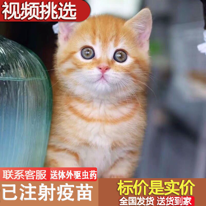 猫咪活物田园猫家猫白猫黑猫