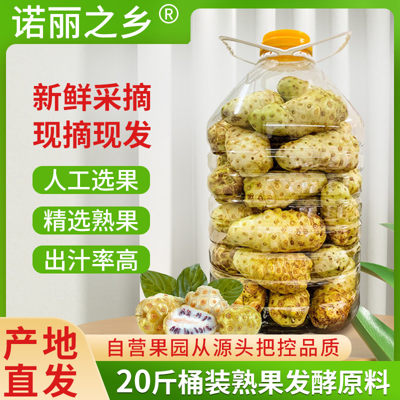 海南产地直发万宁诺丽果新鲜现摘制作酵素原料桶装诺尼果20斤包邮