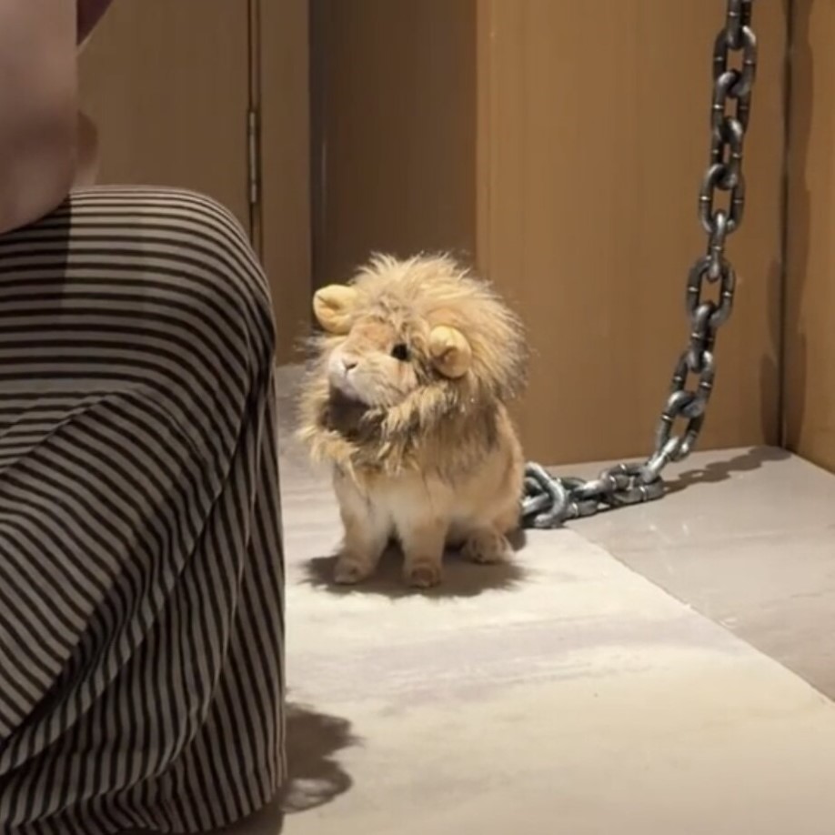 可爱狮子头套宠物头罩猫狗拍照
