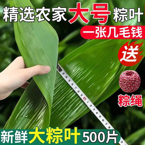 正宗农家新鲜粽叶叶包粽子专用
