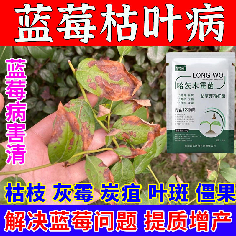 蓝莓枯叶病专用肥料蓝莓干叶落叶卷叶枯枝干尖焦尖病害专用除菌剂图片