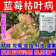 蓝莓枯叶病专用肥料蓝莓干叶落叶卷叶枯枝干尖焦尖病害专用除菌剂