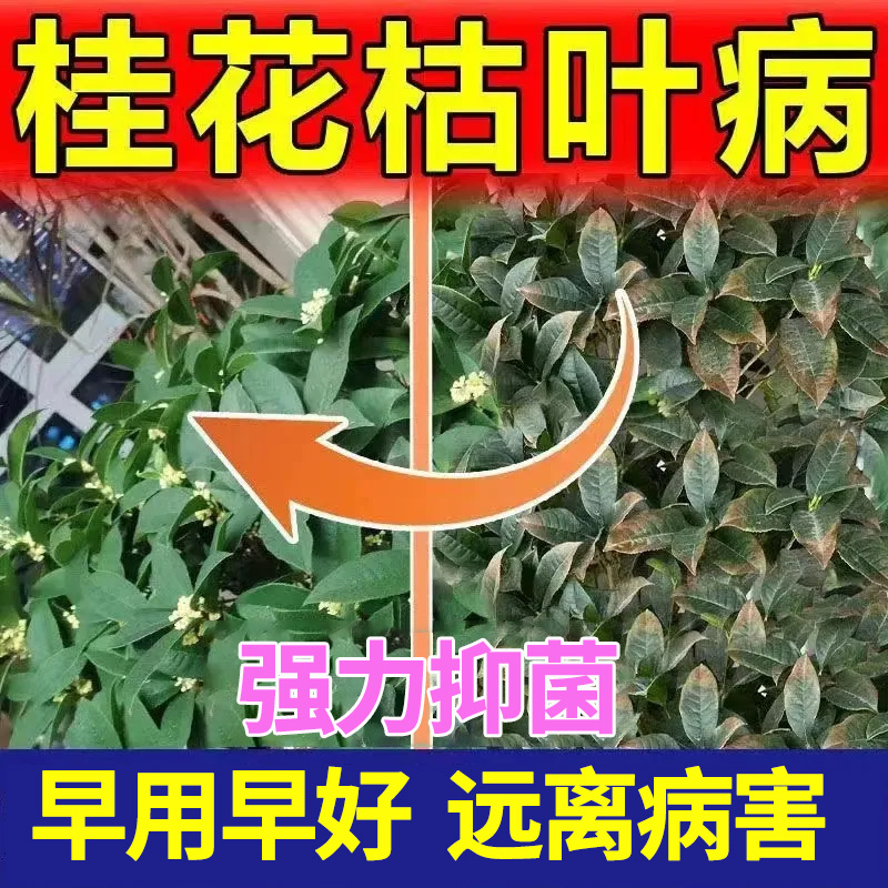 桂花叶尖枯焦专用喷剂抑菌剂营养液干尖黄叶枯枝不伤植物家用肥料