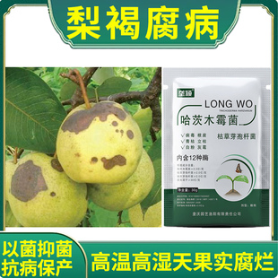 梨树病专用微生物菌剂梨子褐腐病轮斑病叶子卷曲发黄叶面肥不伤果