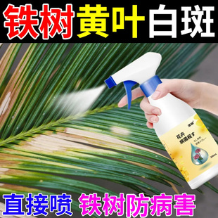 铁树黄叶白斑病专用营养液病害清除菌剂白霜白色斑点白粉虱白粉病