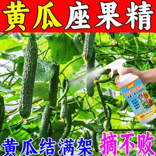 黄瓜专用坐果灵保花保果免人工沾花促雌花催花芽分化授粉神器膨果