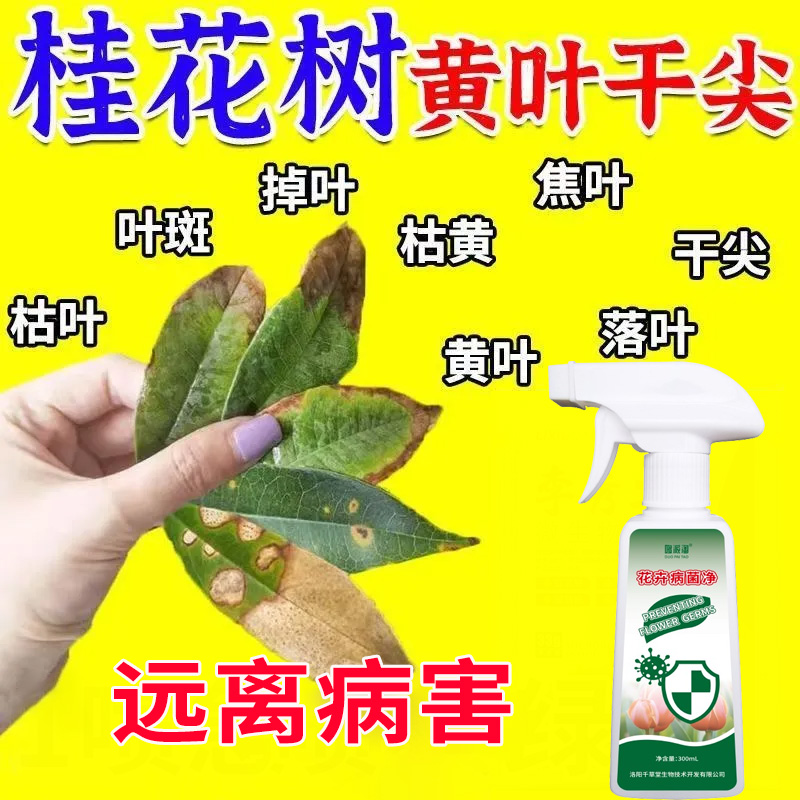 桂花树黄叶干尖专用肥料干叶焦尖掉叶枯焦枯叶枯黄叶斑落叶营养液