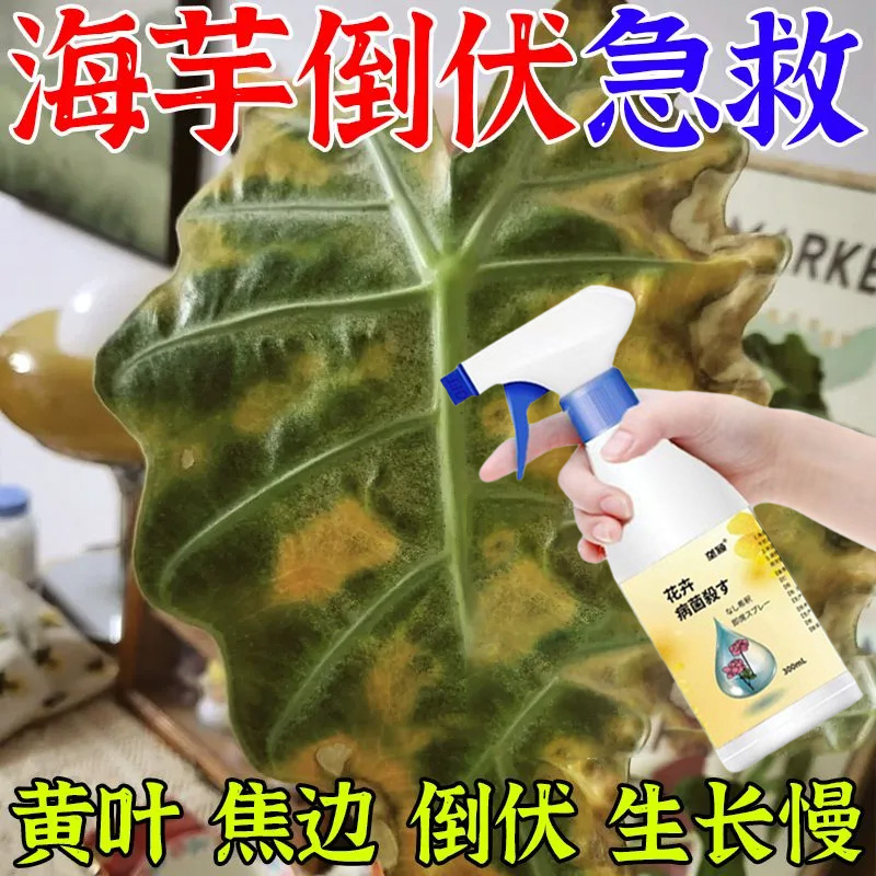 海宇抗倒伏营养液盆栽绿植白犀牛海宇萨立安海芋龙鳞海宇水培肥料