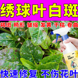 绣球花白粉病白斑病叶片白霜白点黑枯白绒毛焦干烂叶黑杆枯枝蔫黄